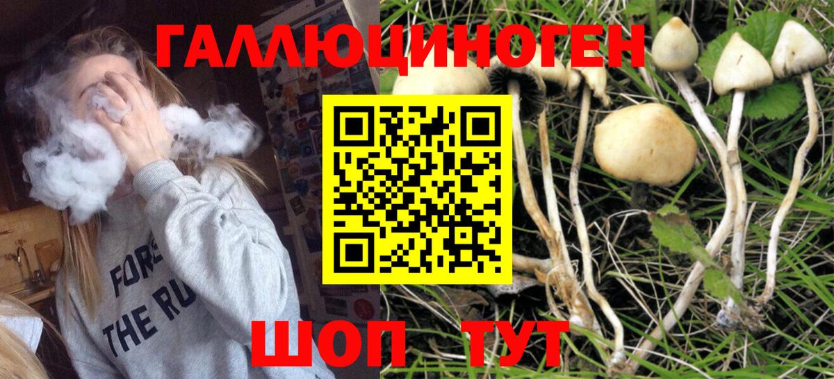Ржев  Псилоцибиновые грибы Psilocybe  Вход с VPN 